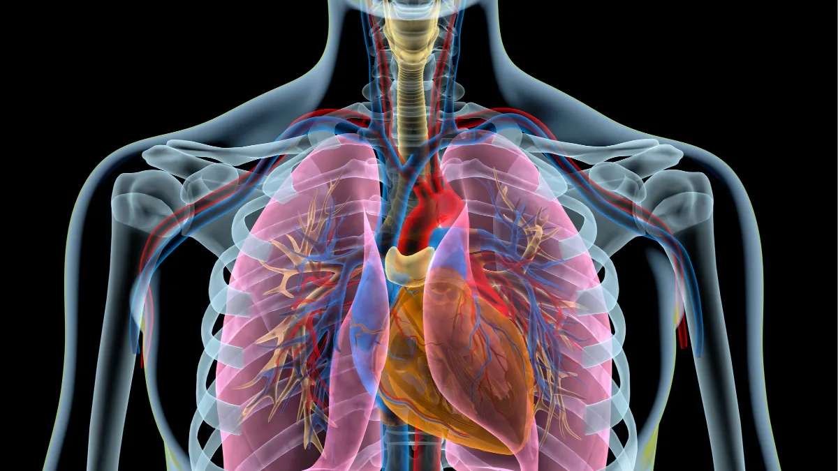 The heart & the lungs: What's the connection? | ndd Medical